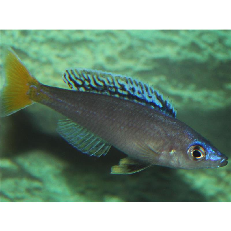 Cyprichromis leptosoma mpulungu - imagine 4